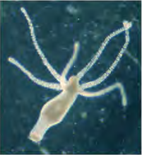The small swelling on the side of this hydra is the new hydra that is about to form.