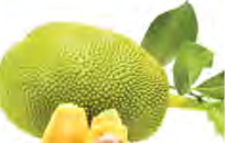 One jackfruit holds many large seeds inside it.
