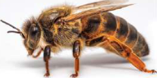 Queen bee: the largest bee, with a long body.