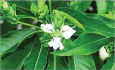 Malabar nut (Asuro): a shrub with white flowers