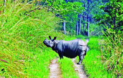 A one-horned rhinoceros on a jungle trail in Chitwan National Park, the wildlife that brings safari tourists to Nepal.