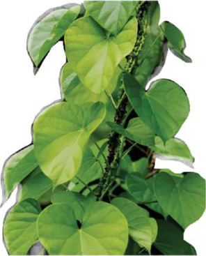 Gurjo climbs with the support of other plants; its leaves are shaped like a heart