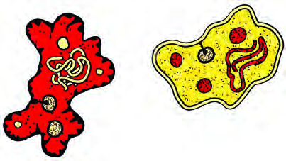 The whole body of a single celled organism like Amoeba is just one cell, so its structure is extremely simple.