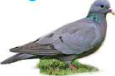 Pigeon: a vertebrate that flies.