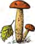 A brown capped mushroom