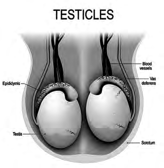 The two testes inside the scrotum. The epididymis sits on top of each testis, and the vas deferens and blood vessels run upward from it.