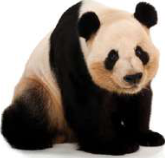 The giant panda is endangered too, but it lives wild only in the mountain forests of China, not in Nepal.