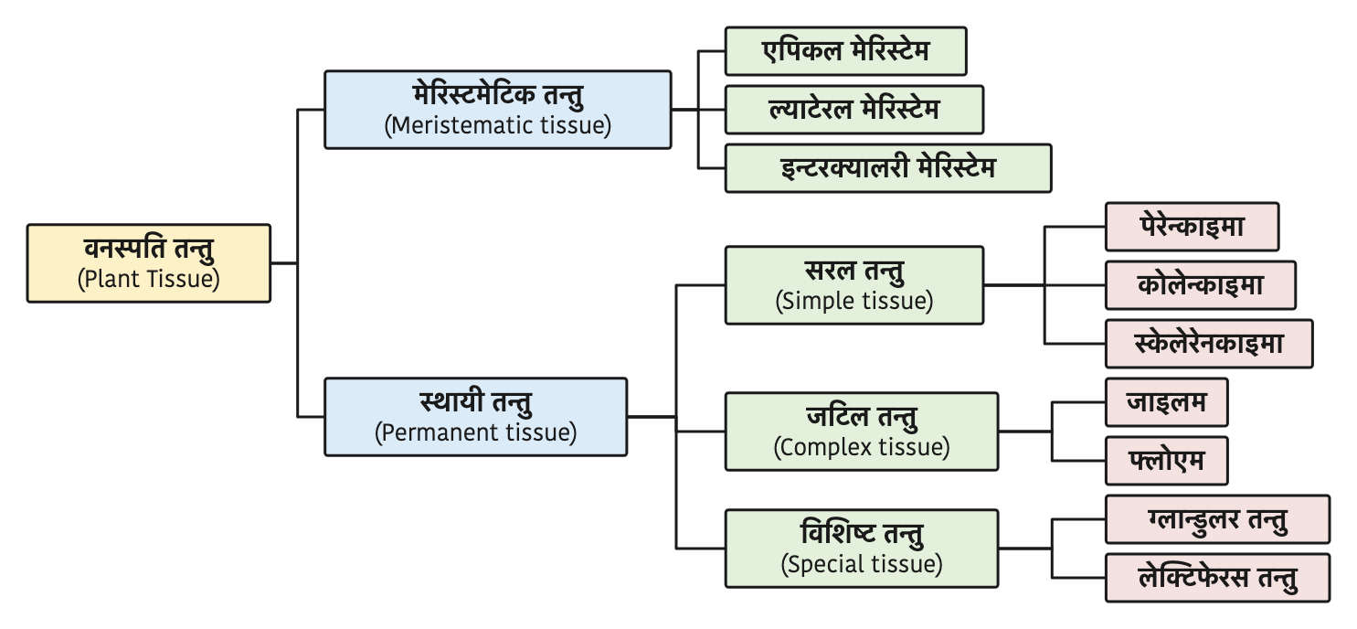 How plant tissue is classified: meristematic and permanent tissue, with all their subtypes