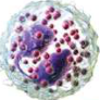 Eosinophil: a granular white blood cell with reddish granules spread through its cytoplasm.