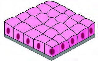 Pavement epithelium: a single layer of flat, plate like cells fitted together like floor tiles