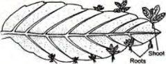 Each notch grows both a shoot and roots of its own, so the new plant can live independently.