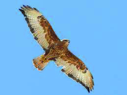 A buzzard balancing in flight by twisting its wings, the habit the brothers copied for wing warping.