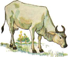 Cow: has a backbone