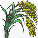 Paddy: long narrow leaves with veins running side by side