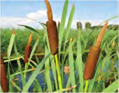 Cattail grows at the water's edge, and its light seeds are carried off by the water.