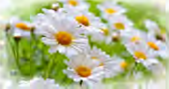 Chamomile, the national flower of Russia: slender white petals around a bright yellow centre.