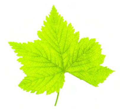 Any leaf can be laid on graph paper and traced round, and after that the counting work is exactly the same.
