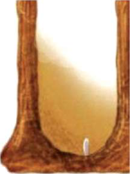 A single egg standing upright at the bottom of a brood cell, as it does on its first day