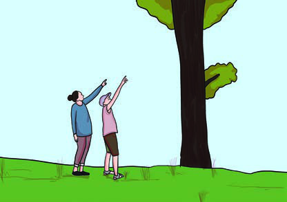 Two friends measuring a tree with their eyes: How tall is this tree? It's about 20 metres tall.