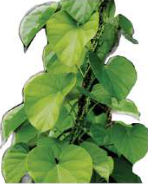 Heart-leaved moonseed (Gurjo): a climber with heart-shaped leaves