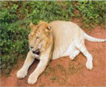 Tigon: offspring of a male tiger and a female lion, smaller than both parents
