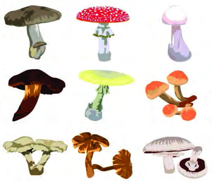 Mushrooms of many shapes and colours: looking alone cannot settle which is edible and which is poisonous.