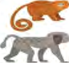 Two more kinds of monkey, different again in colour, tail and build.