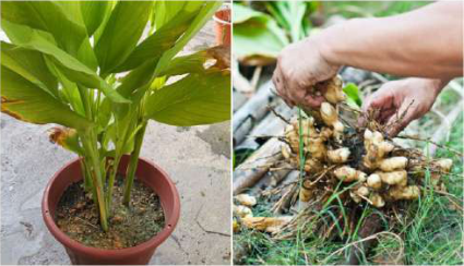 A turmeric plant in a pot, and its yellow underground rhizomes being dug out