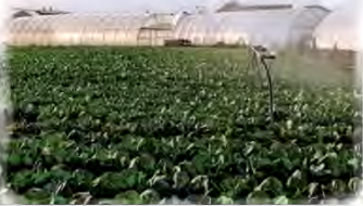 A huge cabbage field beside greenhouses: the size of the patch is what makes the children's task hopeless.
