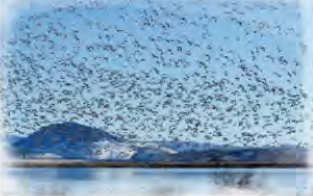 A sky filled with migrating birds over a lake: the forest that was silent all winter fills with birds again in spring.