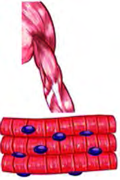 Skeletal muscular tissue: long fibres attached to bone, showing dark and light bands
