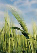 Barley: another monocot with ribbon-like leaves