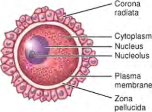 The parts of an ovum, from the outer ring of cells right down to the nucleolus at its centre.