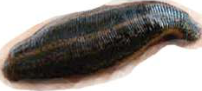 Leech: segmented, but soft-skinned and without legs, so it is not an arthropod