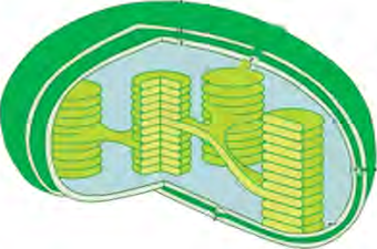 The green colour of a chloroplast and the stacked parts inside it, where chlorophyll is held.