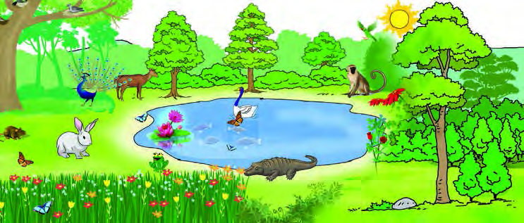 A scene on land: sunlight, soil, water and many living things share one place and live together.