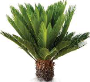 Cycas: its seeds are borne without any fruit around them