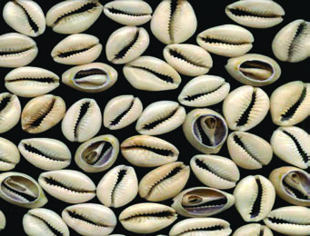 Cowrie shells, first used as money about 1200 BCE. Their similar size, small shape and durability made them a practical currency.
