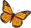 Butterfly: an insect that flies on two pairs of wings