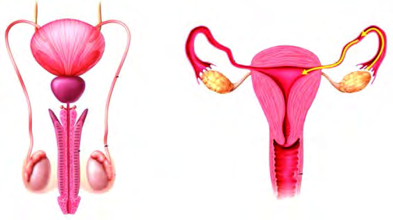 The testes of the male and the ovaries of the female: together these are called the gonads.