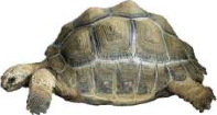Tortoise: its hard shell is covered with plates of horny scales